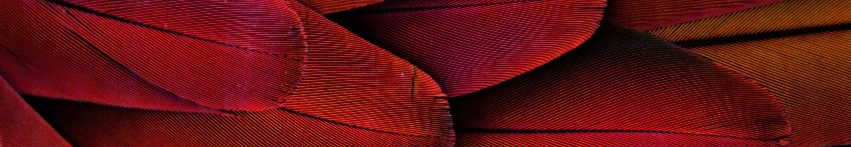A selection of ref feathers overlapping the whole image.